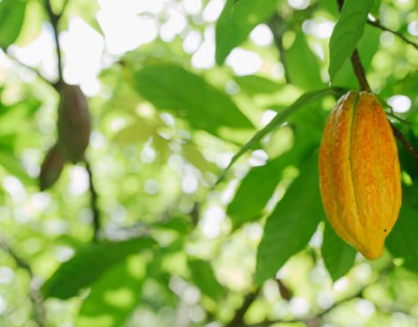 Desenvolvimento Territorial do Sul da Bahia