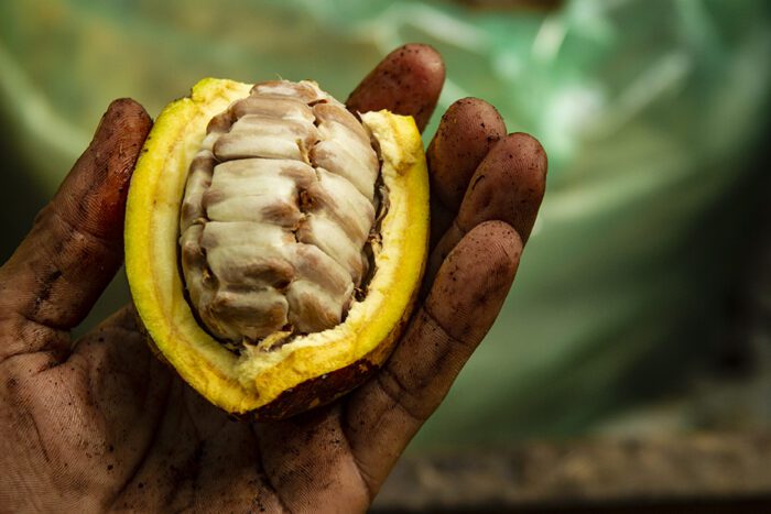 Câmara de Comércio da França visita produtores de cacau da Bahia