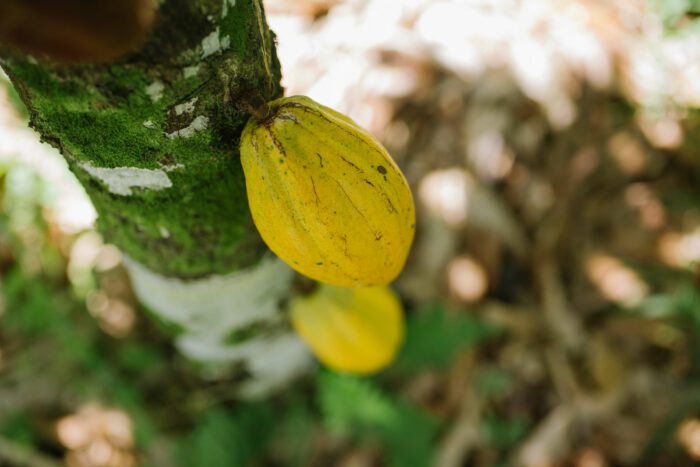 Arapyaú apresenta estudos no Comitê do Cocoa Action