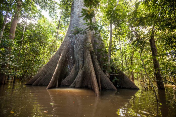 Amazônia 4.0