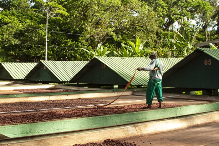 Produtores que formam o Consórcio Cacau Bahia Especial participam de rodada virtual de negócios com foco na abertura de mercado nos Estados Unidos e Europa