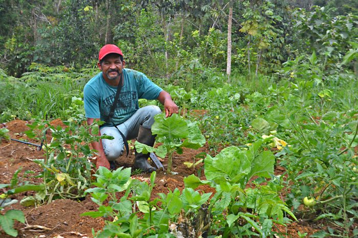 Operação financeira inédita destina recursos para agricultores familiares e pequenos produtores de cacau no sul da Bahia