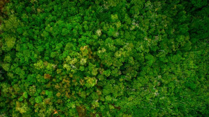 Política Nacional de Pagamento por Serviços Ambientais contará com incentivos fiscais, defendidos pela Coalizão Brasil Clima Florestas e Agricultura