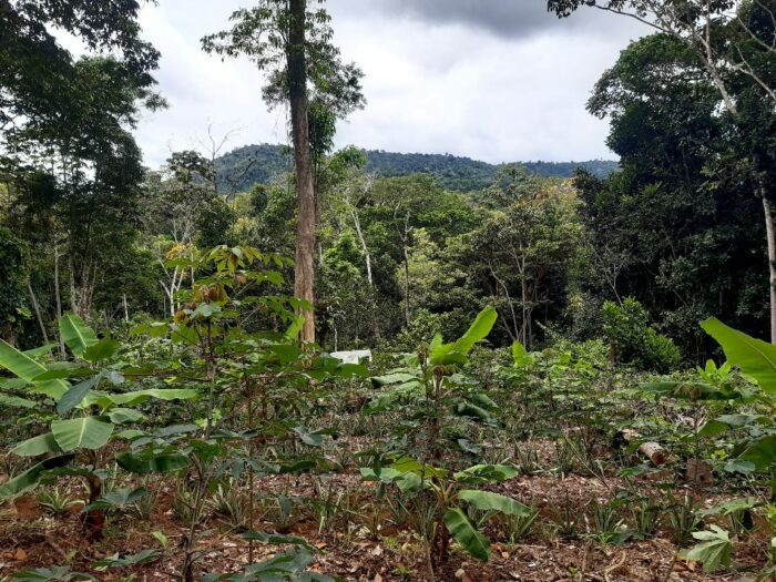 Após primeiro ciclo de financiamentos com inadimplência zero, novo grupo de agricultores terá acesso a crédito para custeio do cacau no sul da Bahia