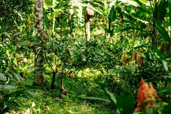 Produtores de cacau do sul do Bahia passam a contar com seguro inédito contra alterações climáticas