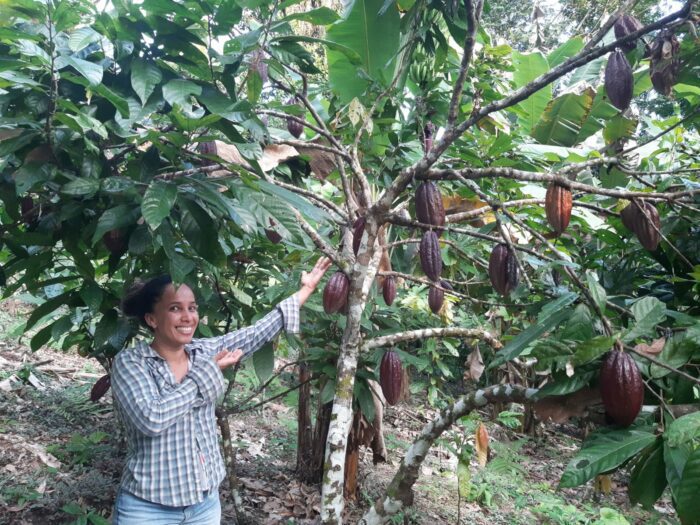 Após primeiro ciclo de financiamentos com inadimplência zero, novo grupo de agricultores terá acesso a crédito para custeio do cacau no sul da Bahia