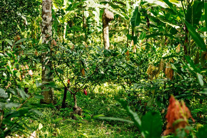 Instituto Arapyaú apoia iniciativa que busca soluções tecnológicas para inventário de Manejo Sustentável da Cabruca