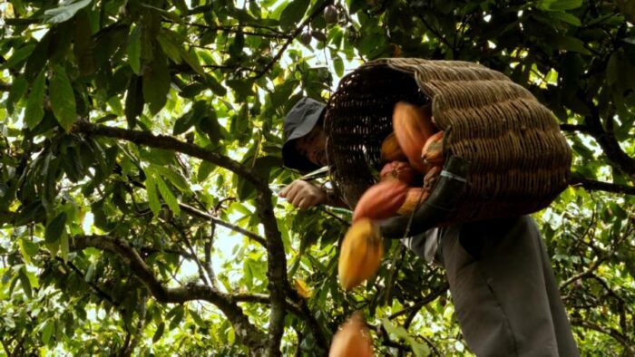 Tecnologia no cultivo do cacau é destaque na imprensa nacional