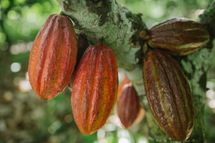 Imagem de uma árvore de cacau para ilustrar Estrada do Chocolate