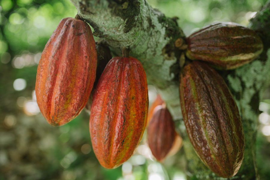 Imagem de uma árvore de cacau para ilustrar Estrada do Chocolate