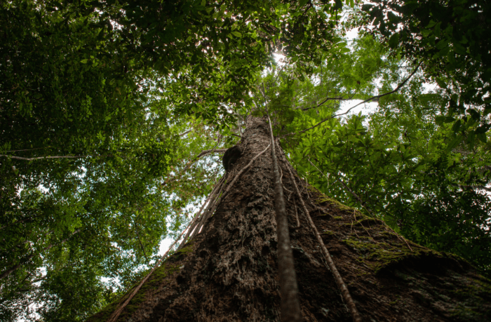 Evento Diálogo Brasil-EUA sobre sustentabilidade e mudanças climáticas reforça necessidade de cooperação