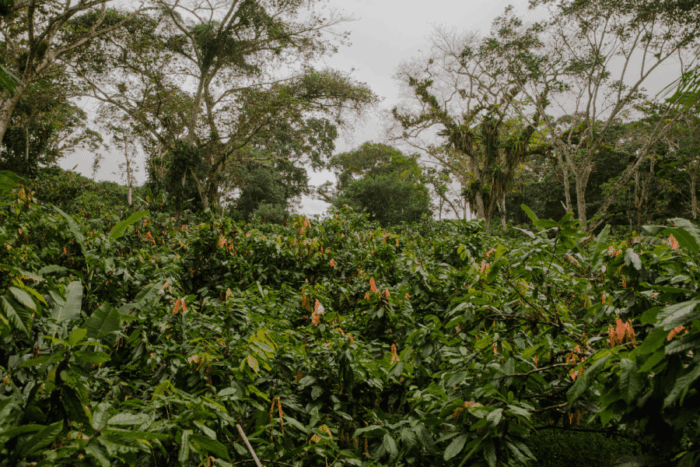 Pesquisa de árvores nativas da Amazônia e Mata Atlântica recebe US$ 2,5 milhões