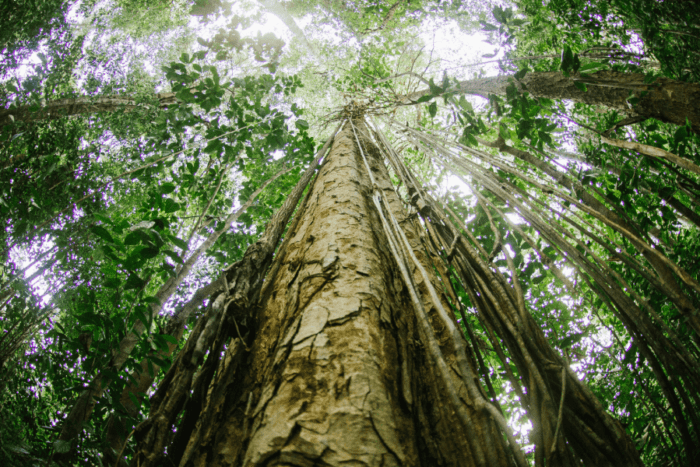 Programa de árvores nativas da Amazônia e Mata Atlântica recebe doação do Bezos Earth Fund