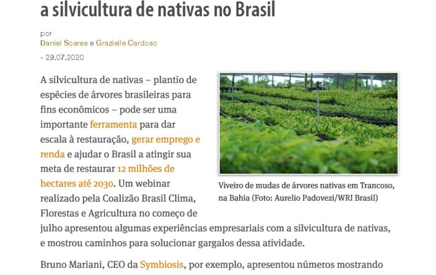 Capa: 4 linhas de ação que estão ajudando a consolidar a silvicultura de nativas no Brasil