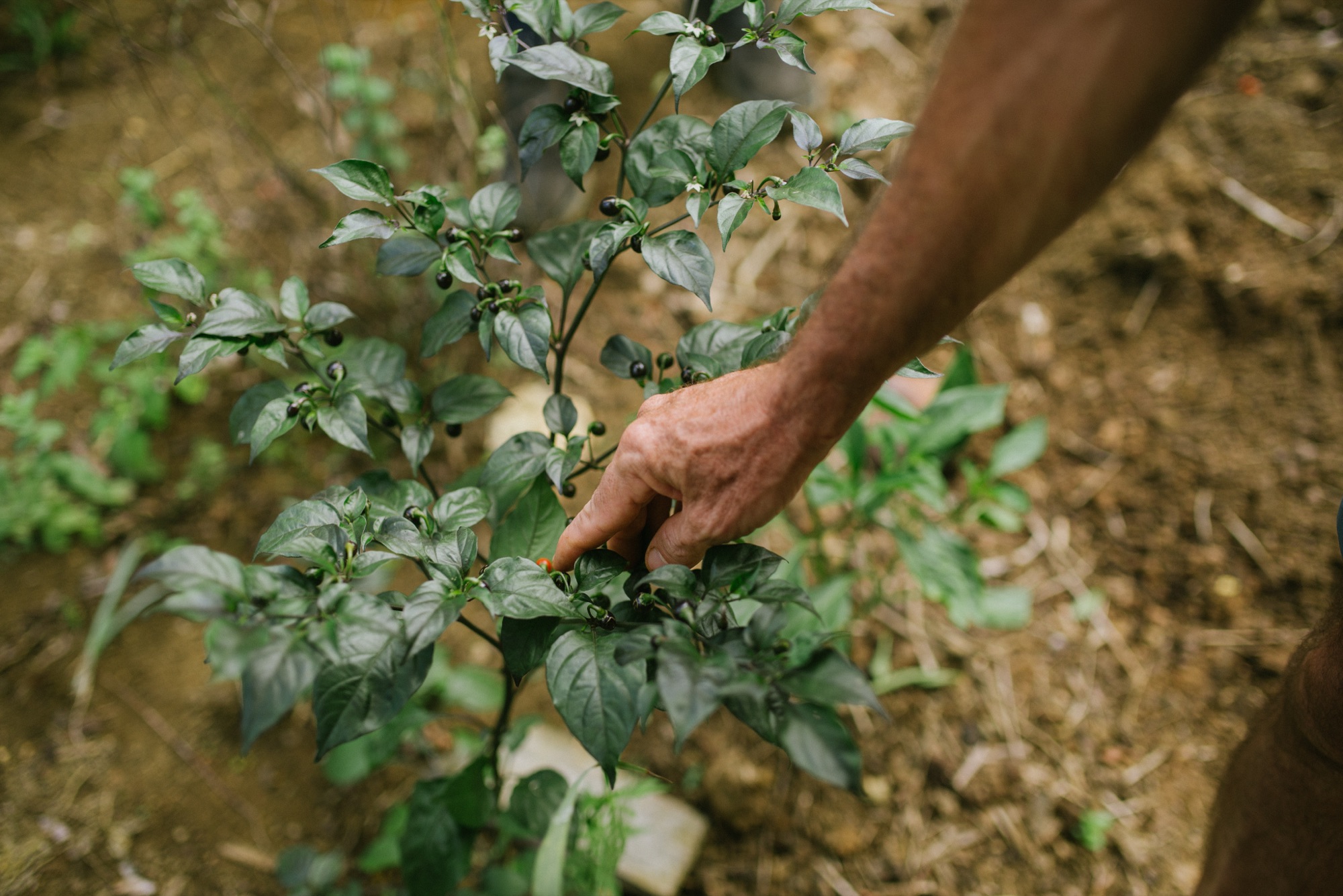 Mão colhendo pimentas em uma horta