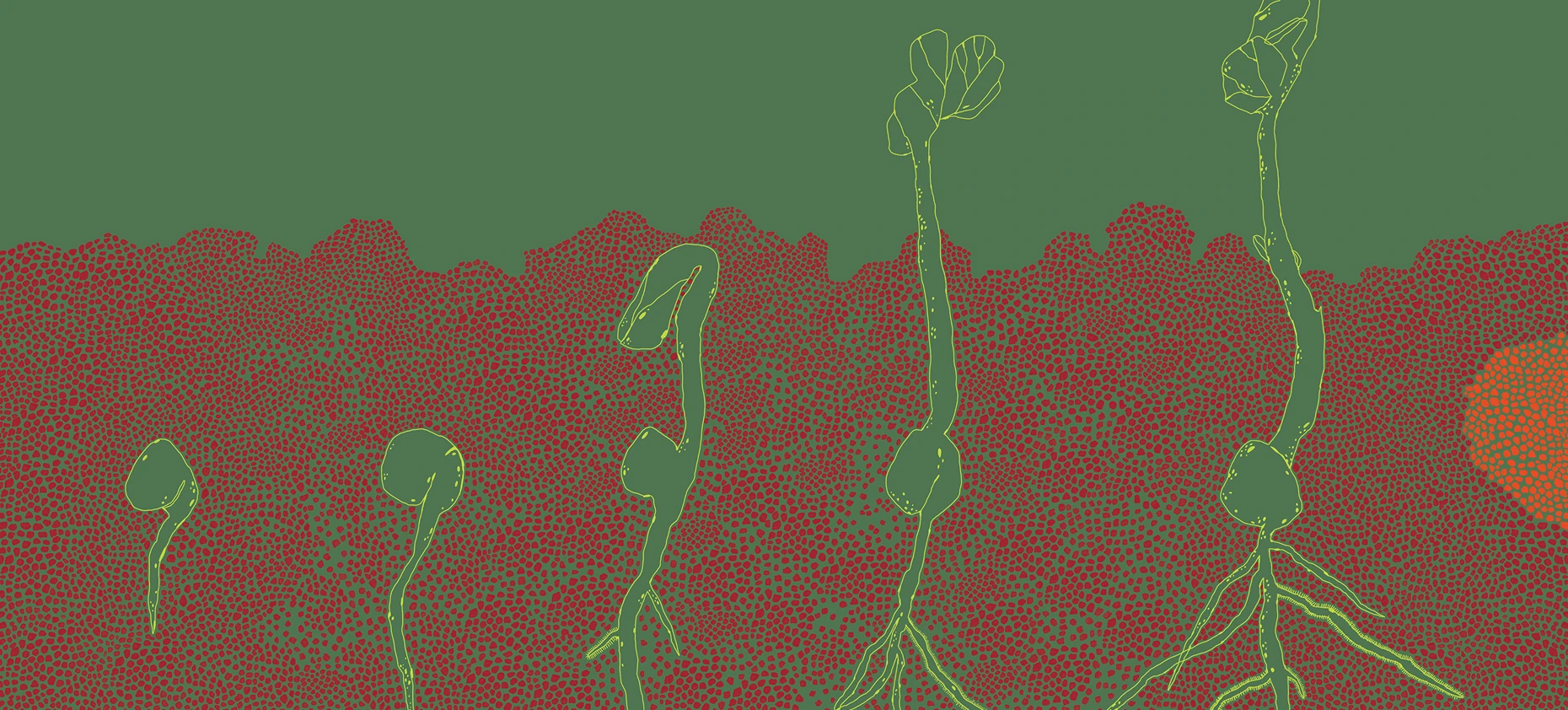 Ilustração: plantas brotando